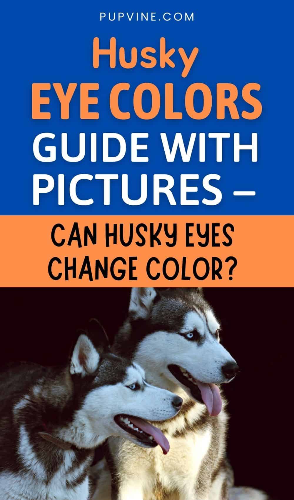 Guía de colores de ojos de Husky con imágenes – ¿Pueden los ojos de Husky cambiar de color?