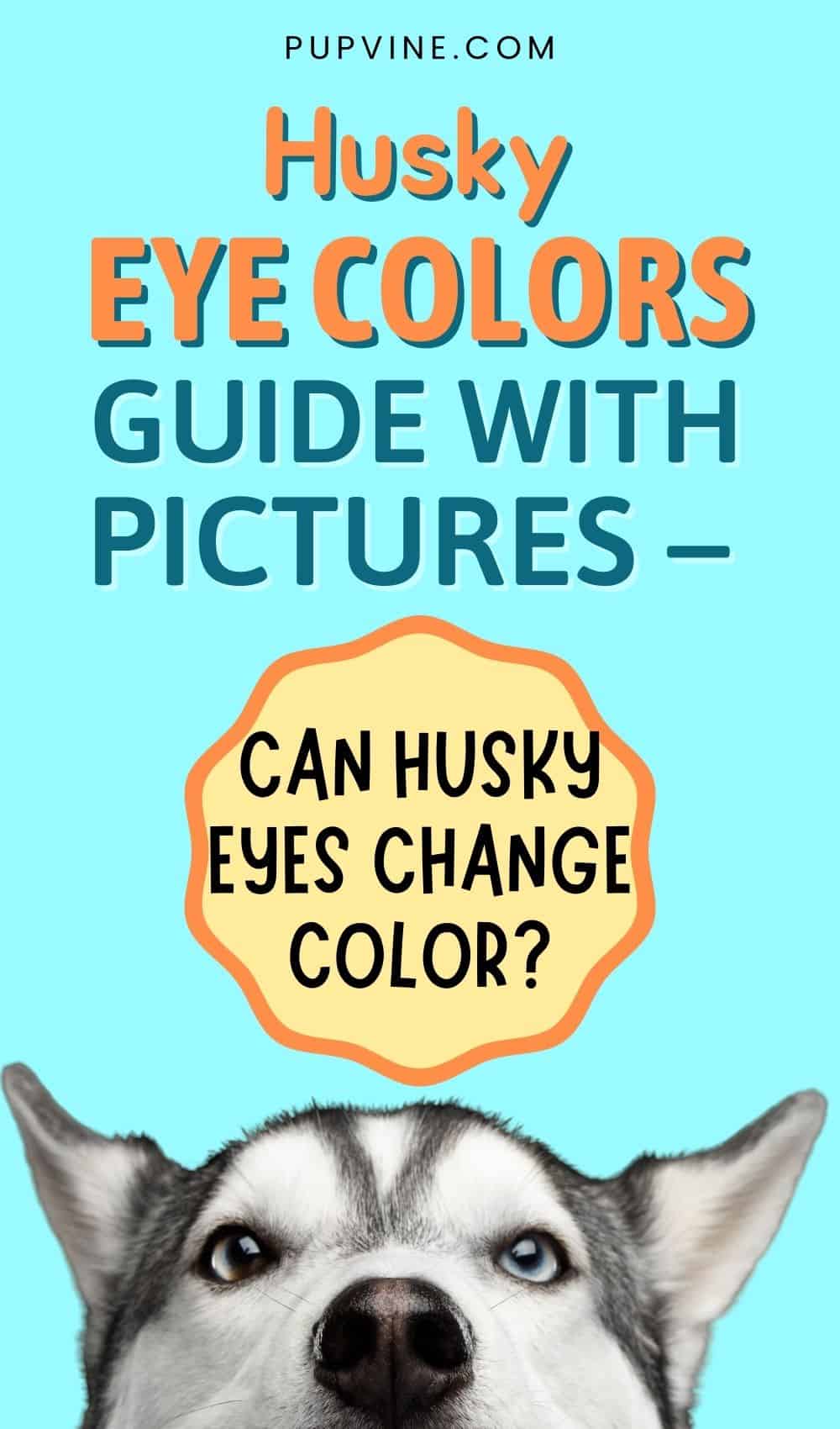 Guía de colores de ojos de Husky con imágenes – ¿Pueden los ojos de Husky cambiar de color?