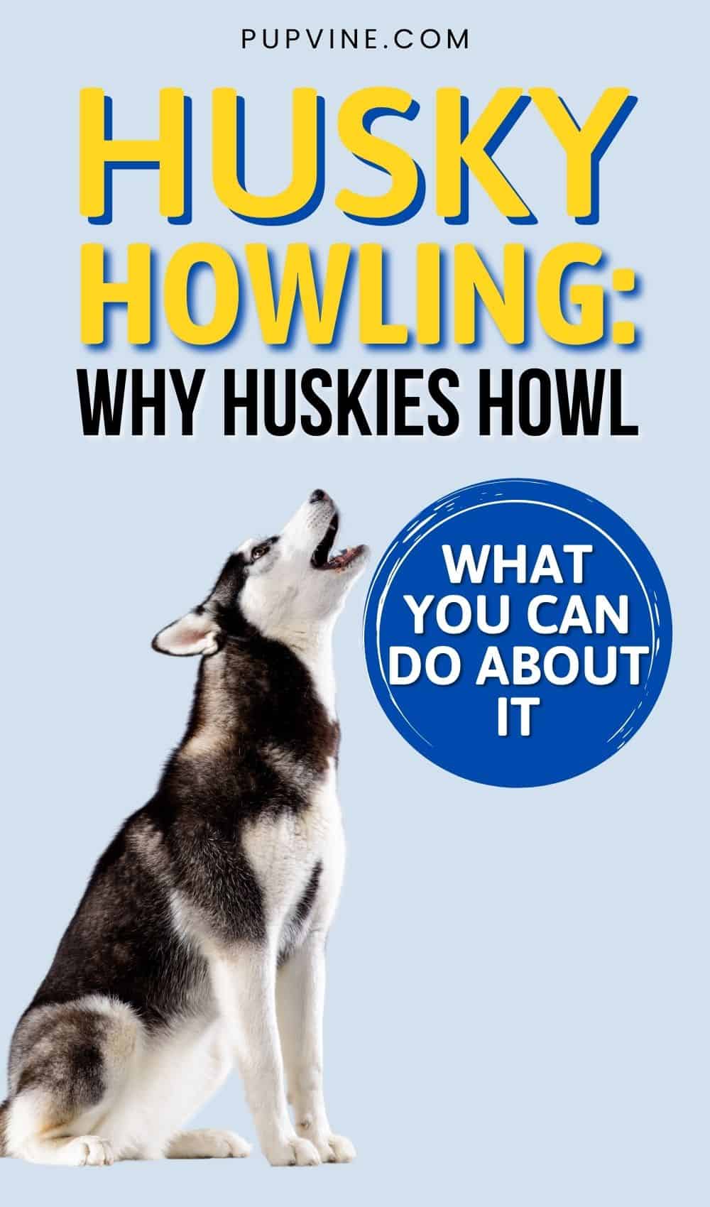 Husky Aullando: Por Qué Los Huskies Aúllan Y Qué Puedes Hacer Al Respecto