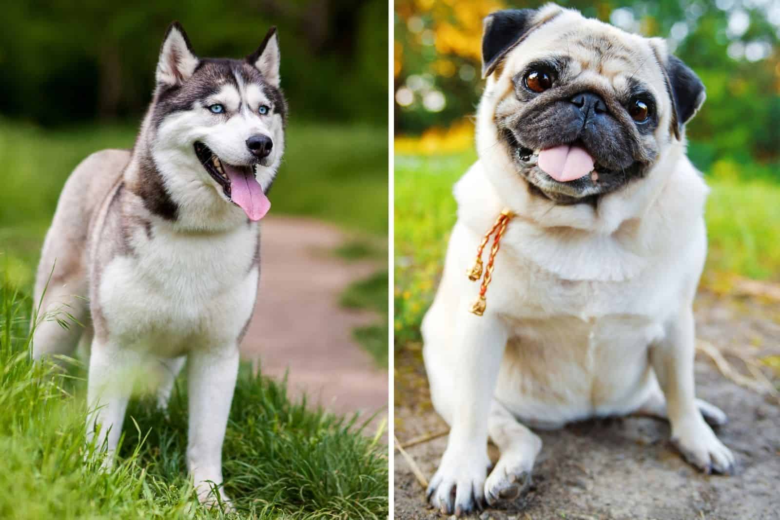 Mezcla de Husky y Pug