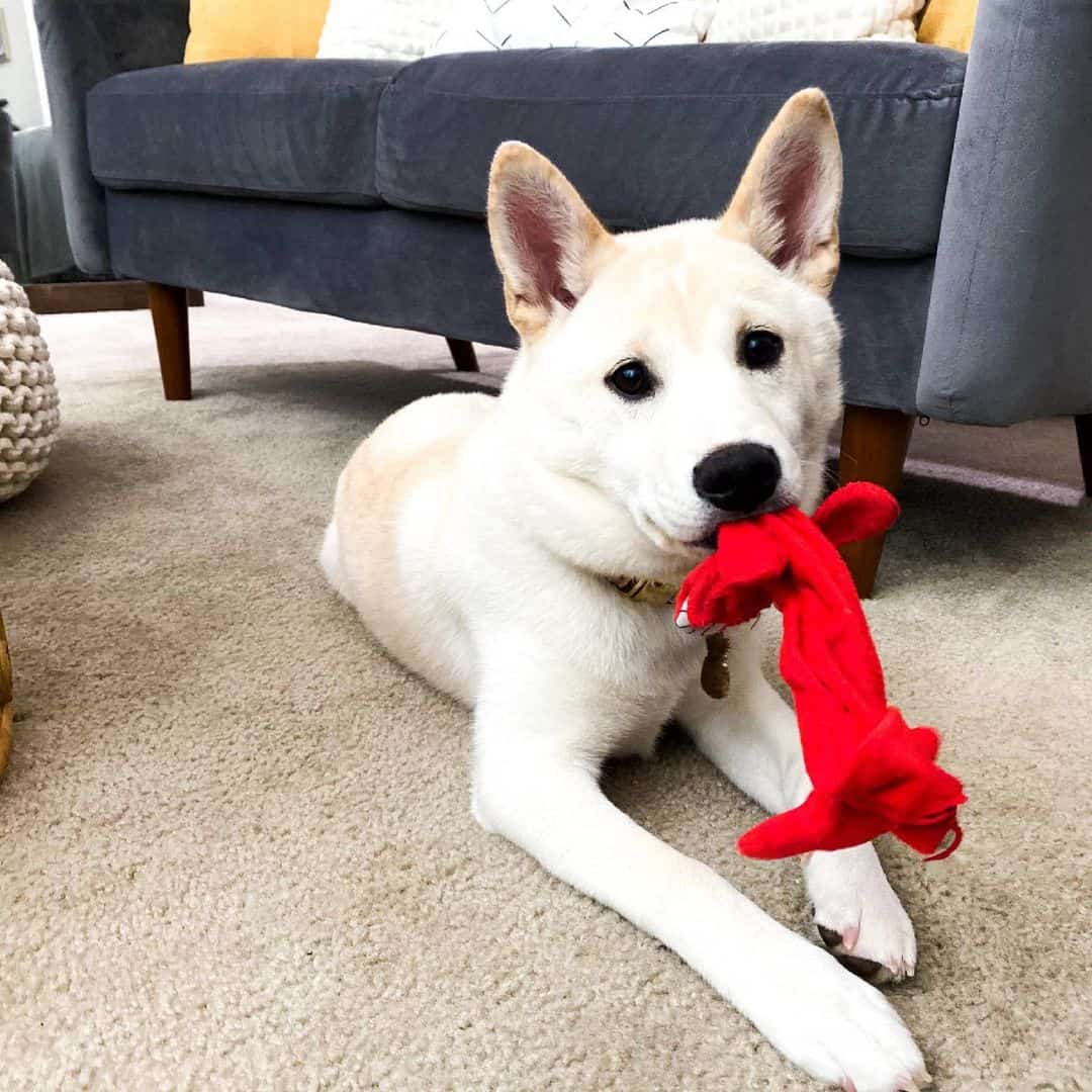 perro cruce de Husky y Shiba Inu