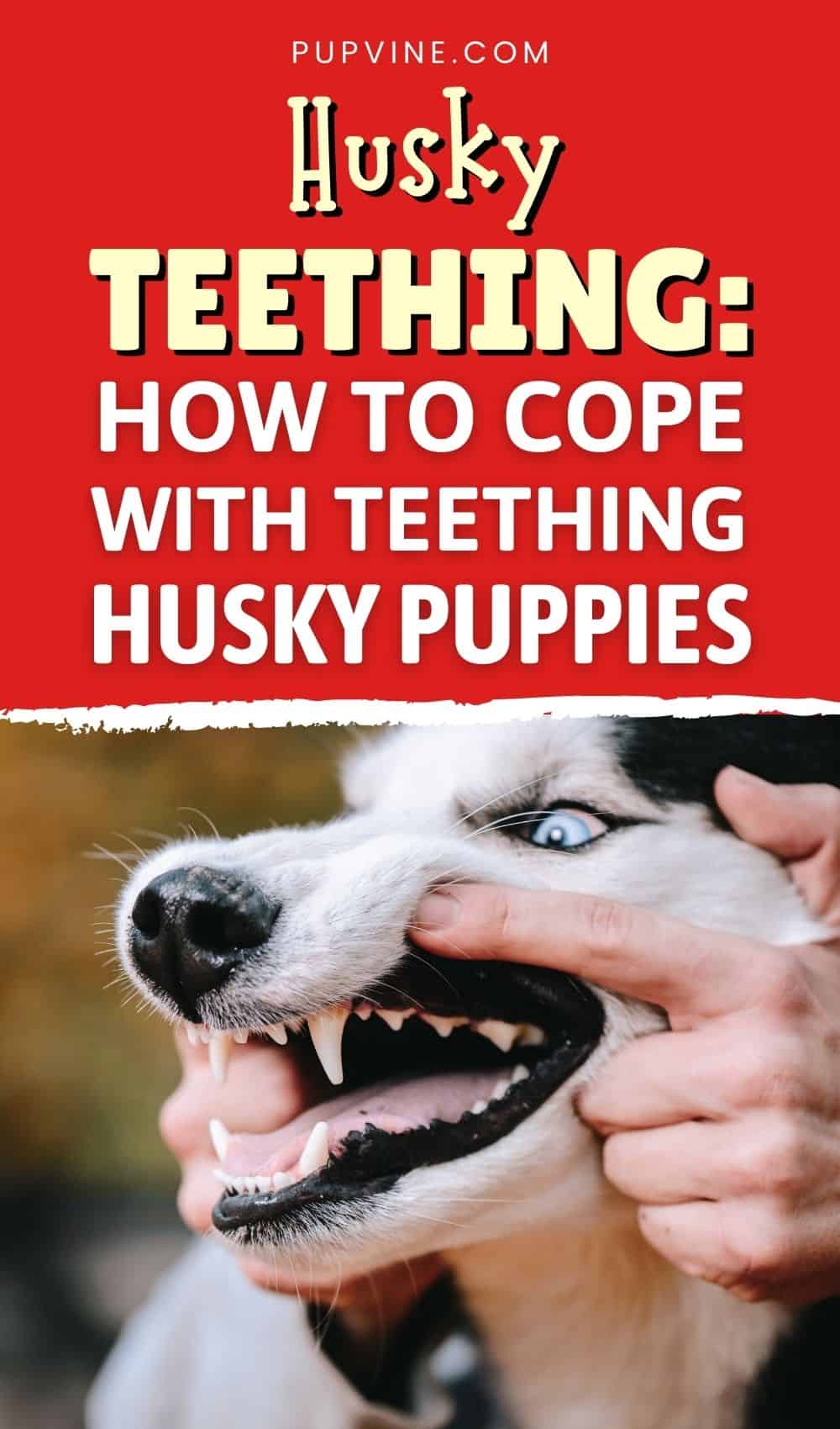 Dentición del Husky Cómo Lidiar con Cachorros Husky en Dentición