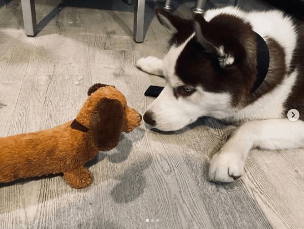 Husky con juguete