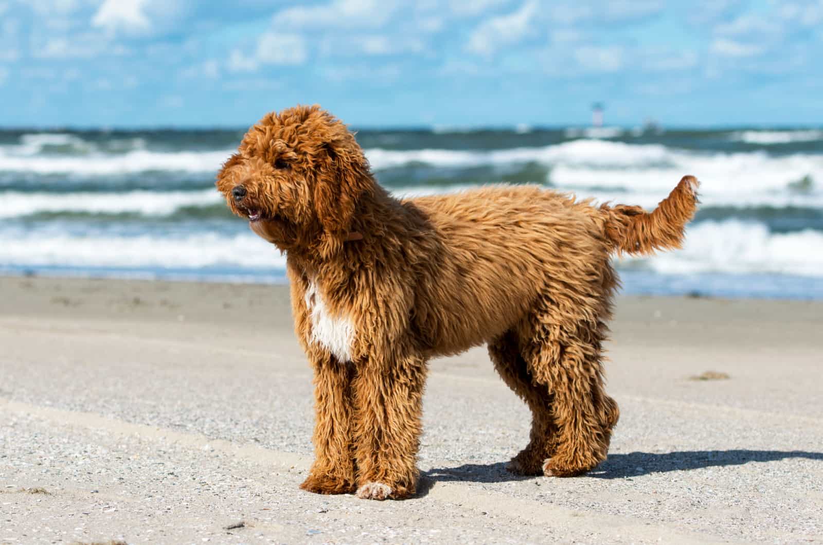 Irish Doodle de pie en la playa