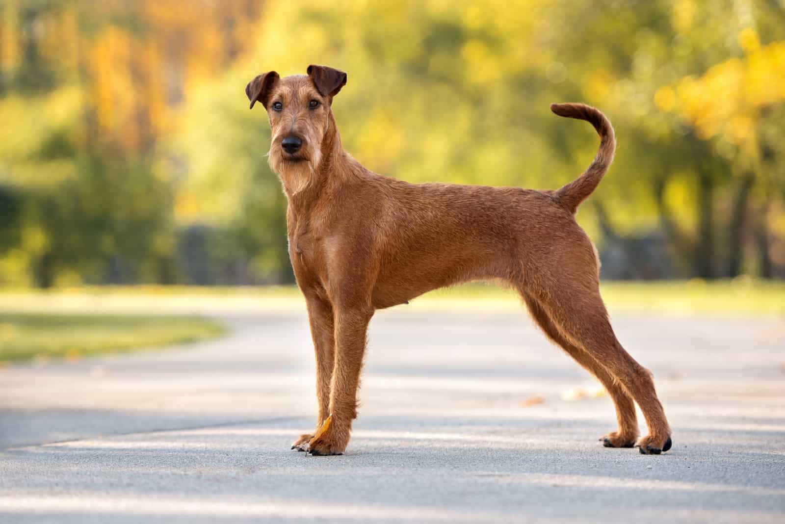 Terrier Irlandés