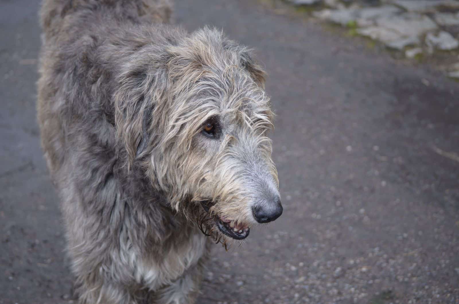 Perro mezcla de Irish Wolfhound y Poodle mirando hacia otro lado