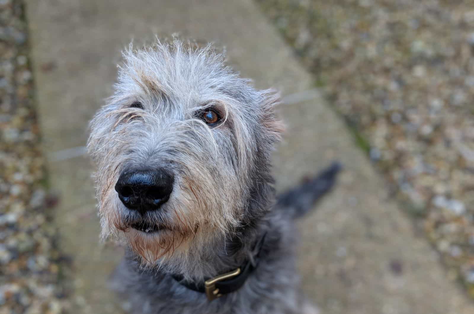 Perro mezcla de Irish Wolfhound y Poodle mirando hacia arriba