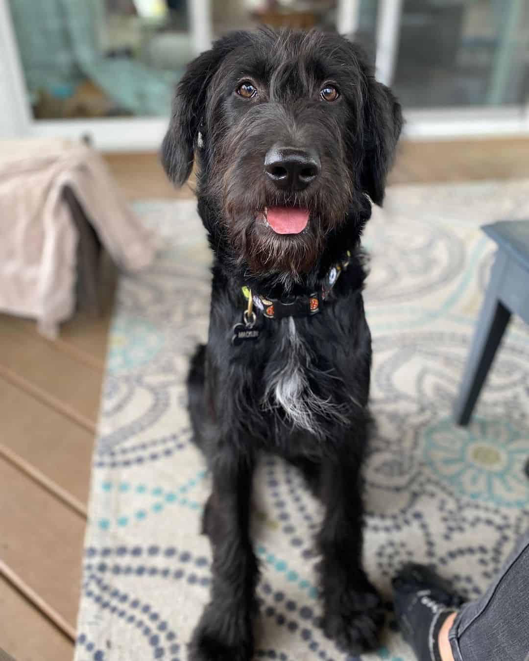 Perro mezcla de Irish Wolfhound y Poodle