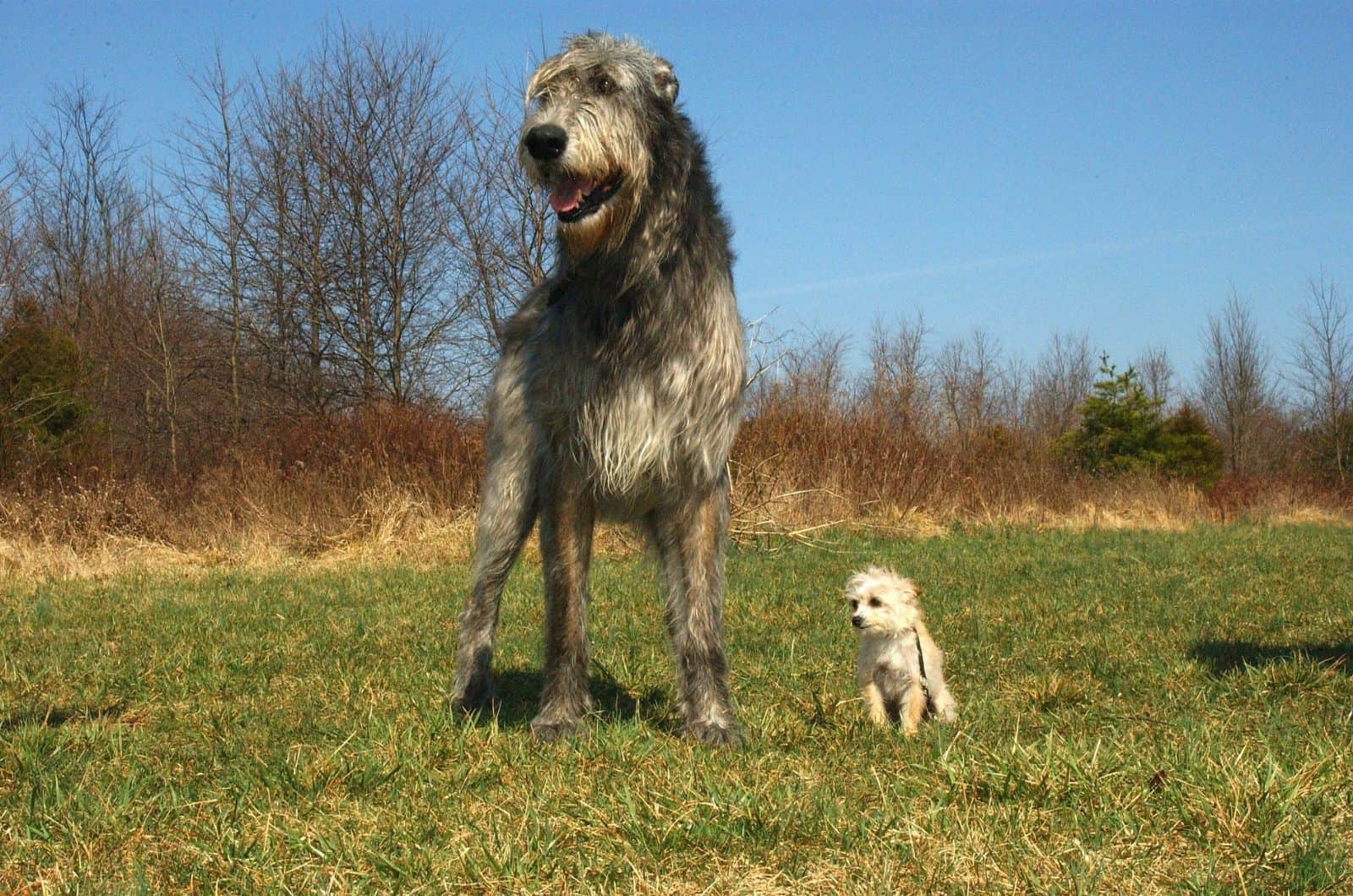 Irish Wolfhound y Poodle de pie