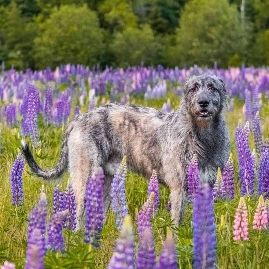 Lobo Irlandés afuera