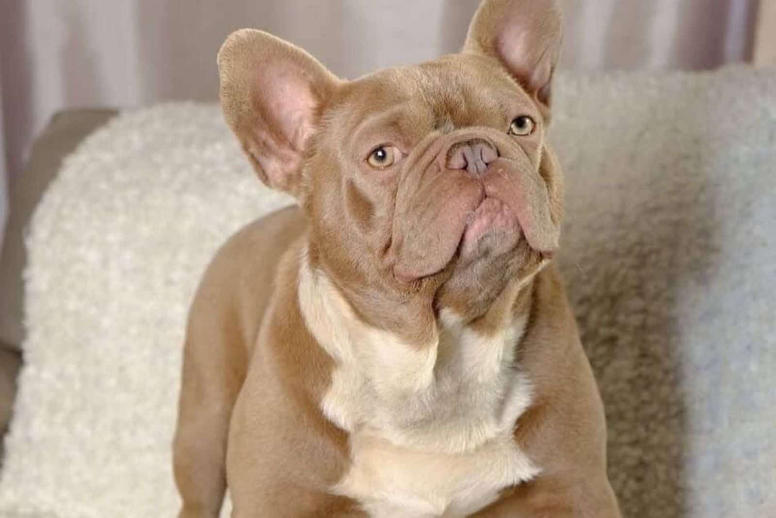 Bulldogs franceses Isabella están de pie en el sofá