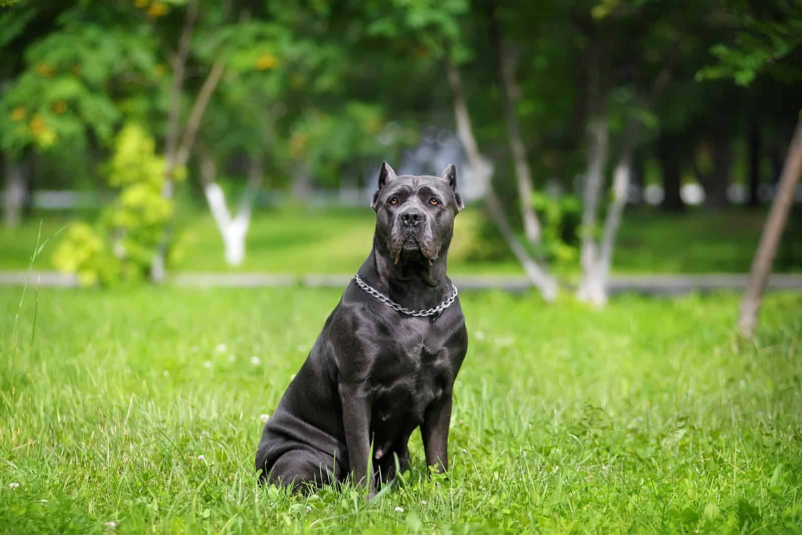 Cane Corso italiano en el parque en el césped verde