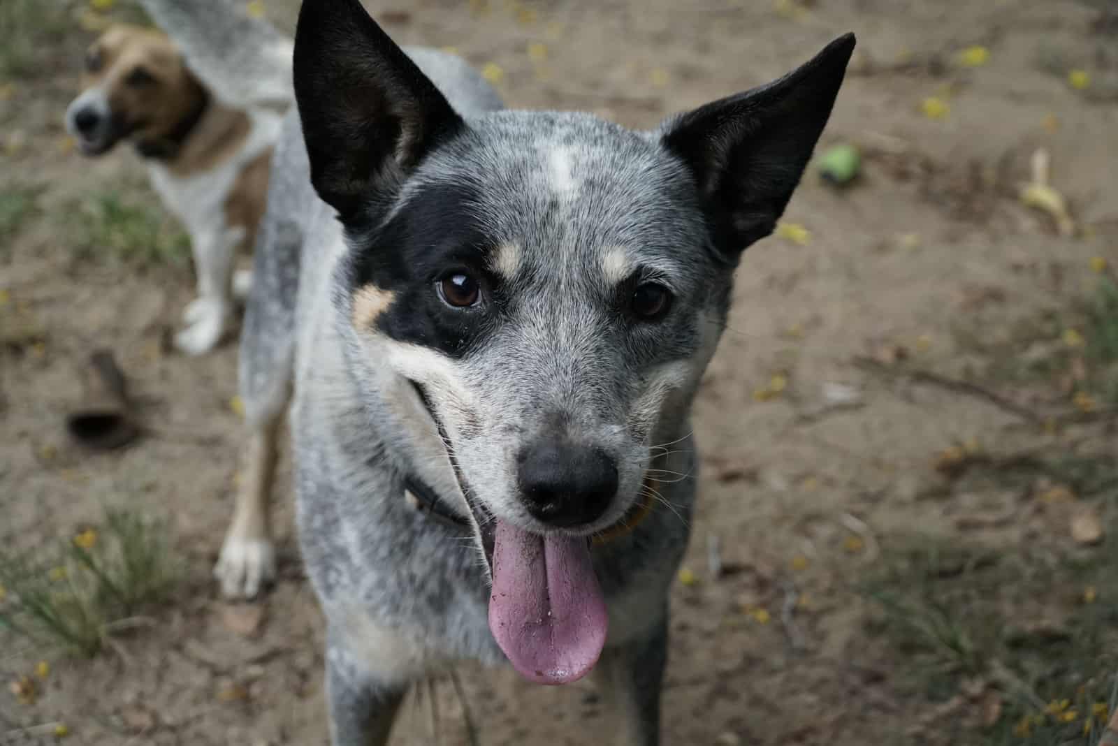 Jack Blue Heeler de pie mirando a la cámara