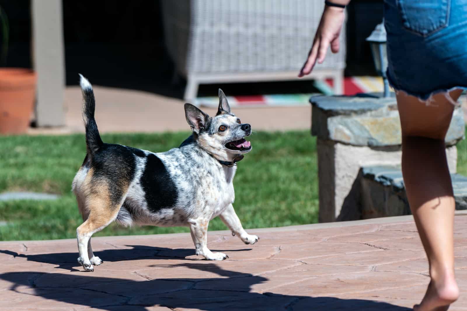 Jack Heeler jugando con el dueño