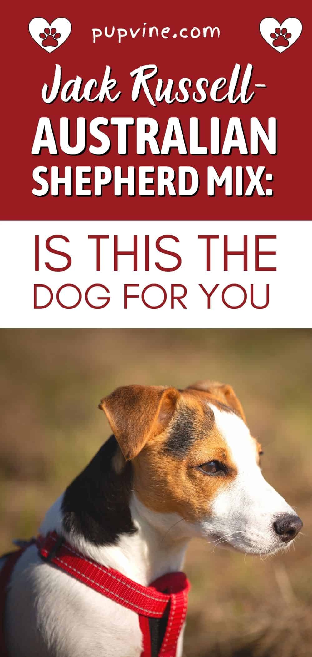 Jack Russell - Mezcla de Pastor Australiano: ¿Es Este El Perro Para Ti?
