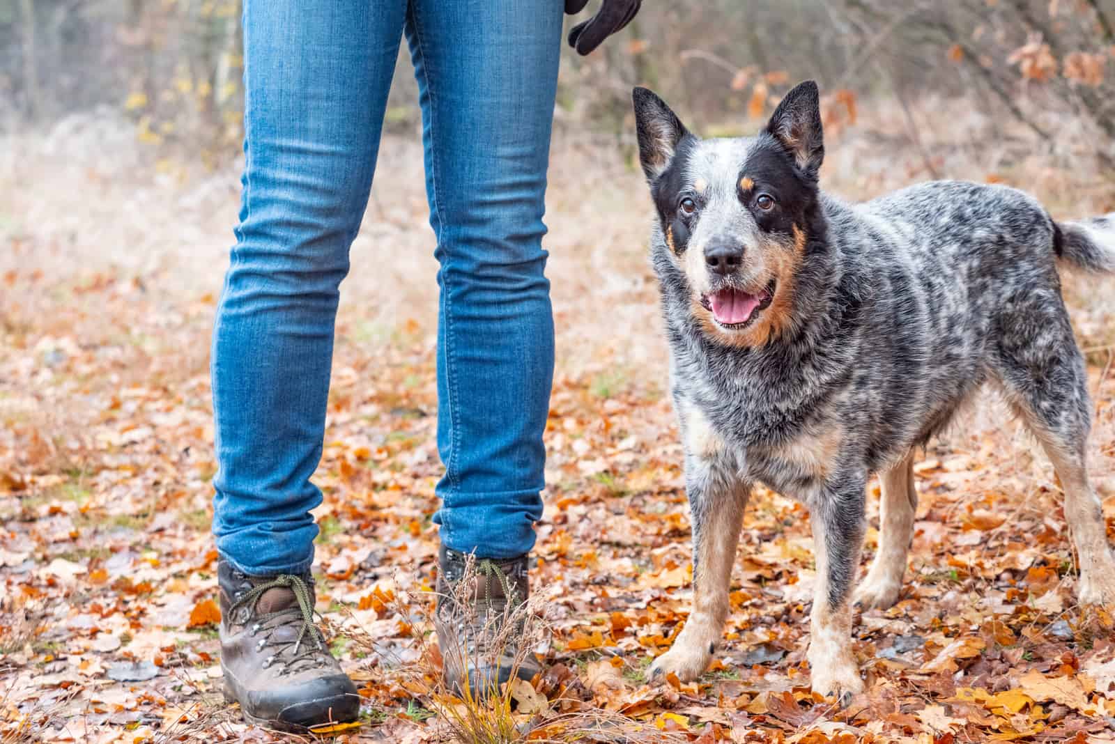 Jack Russell Blue heeler de pie junto al dueño en el bosque