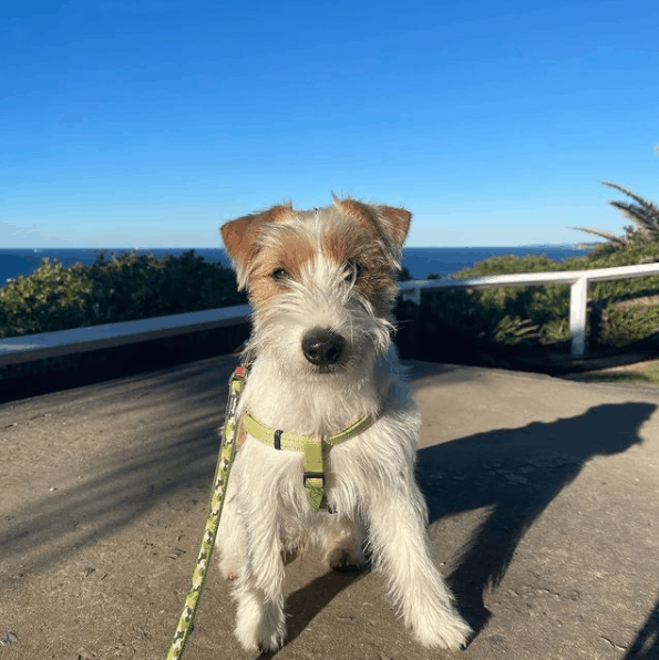 Jack Russell Terriers afuera