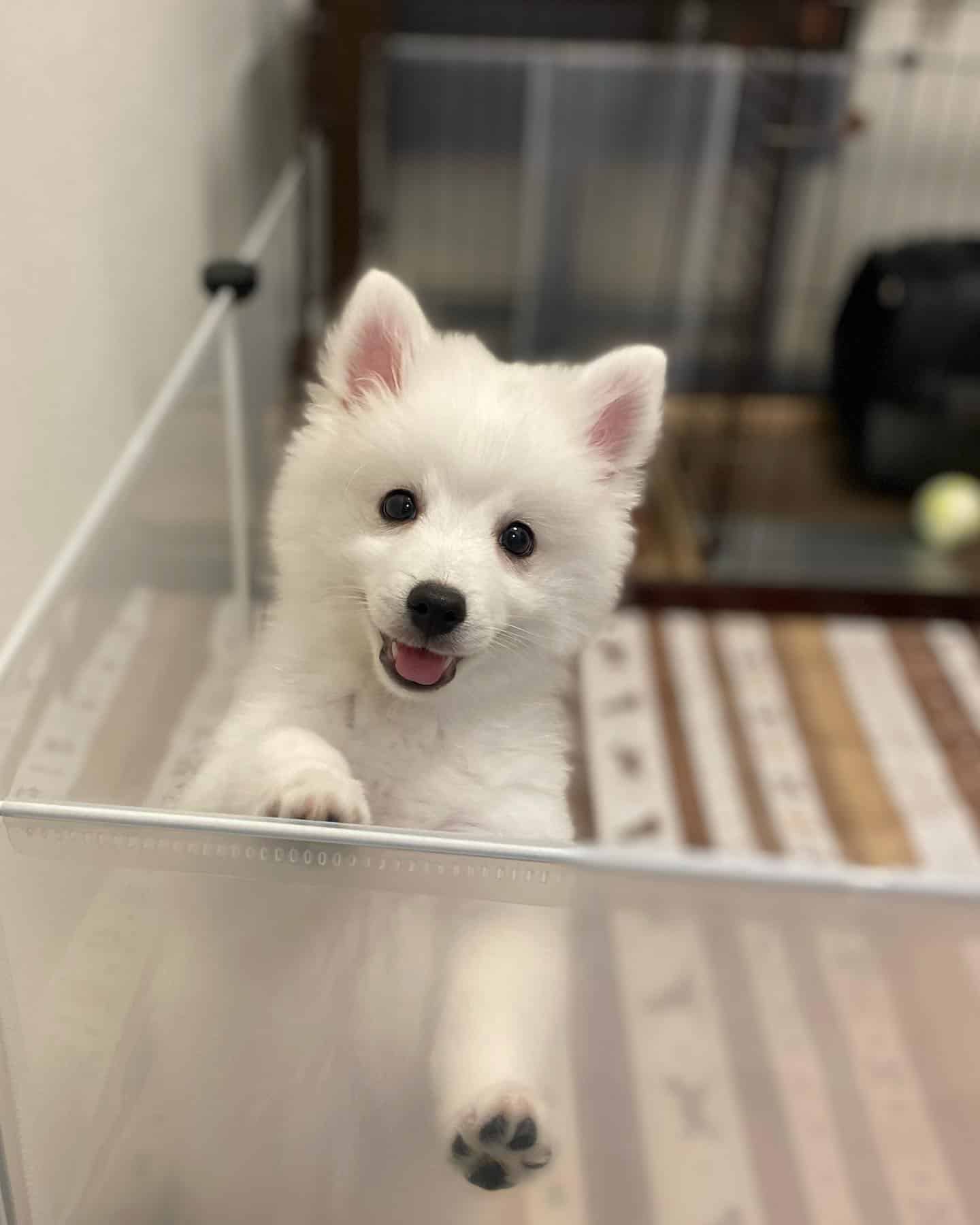 Perro Spitz Japonés