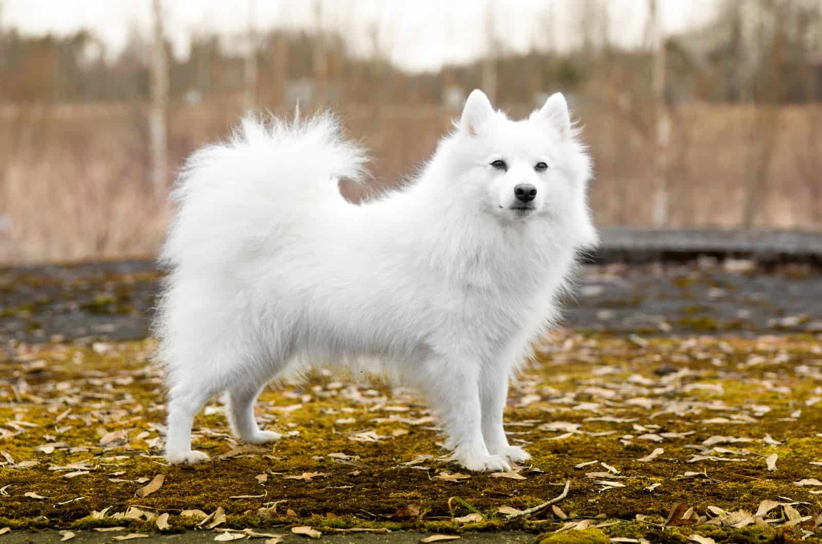 Spitz Japonés