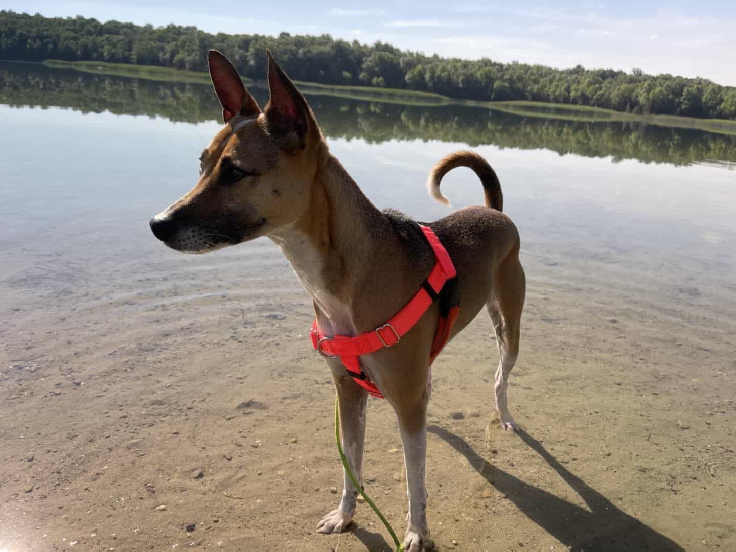 Perro Jonangi