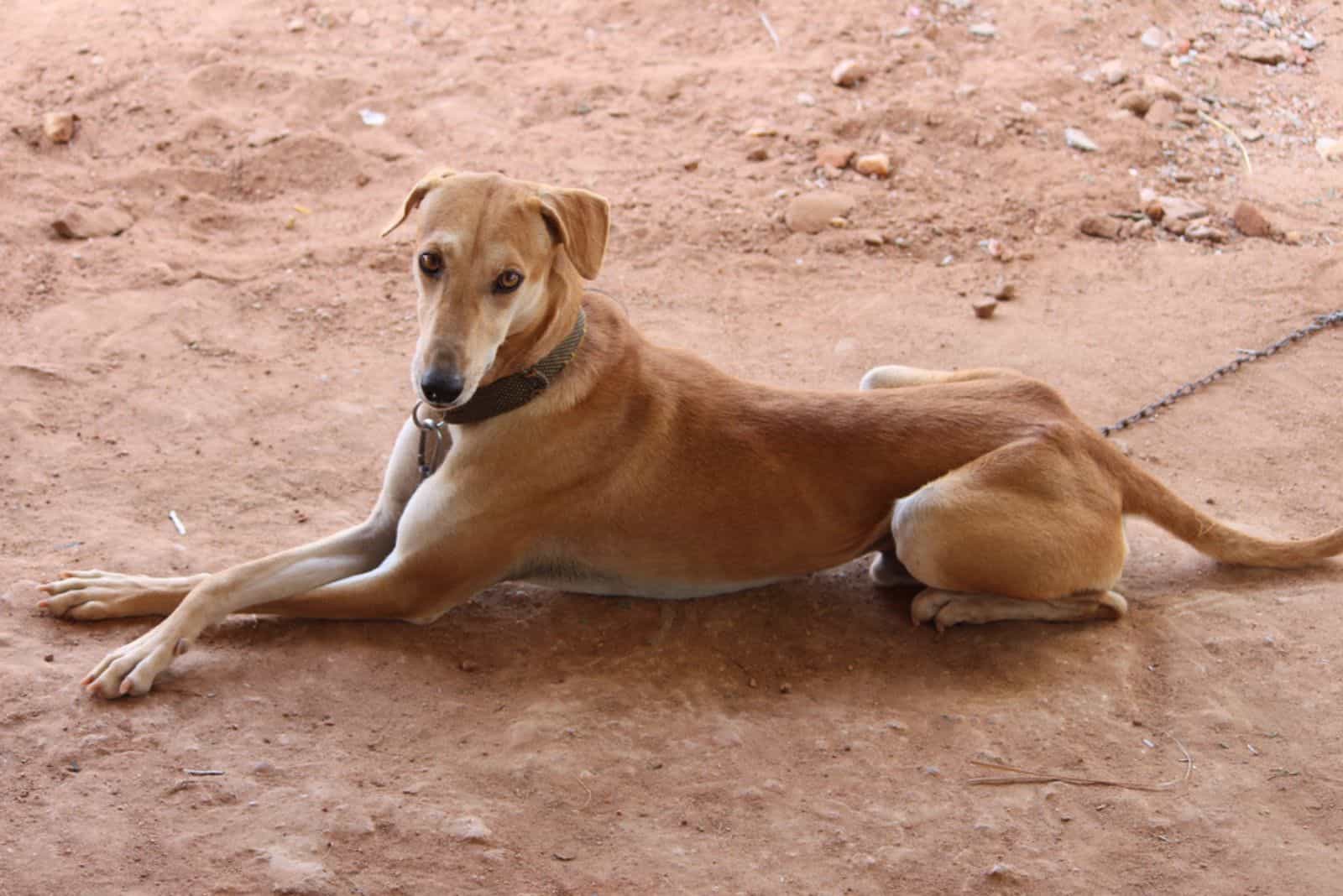 Perro Kanni en la cadena