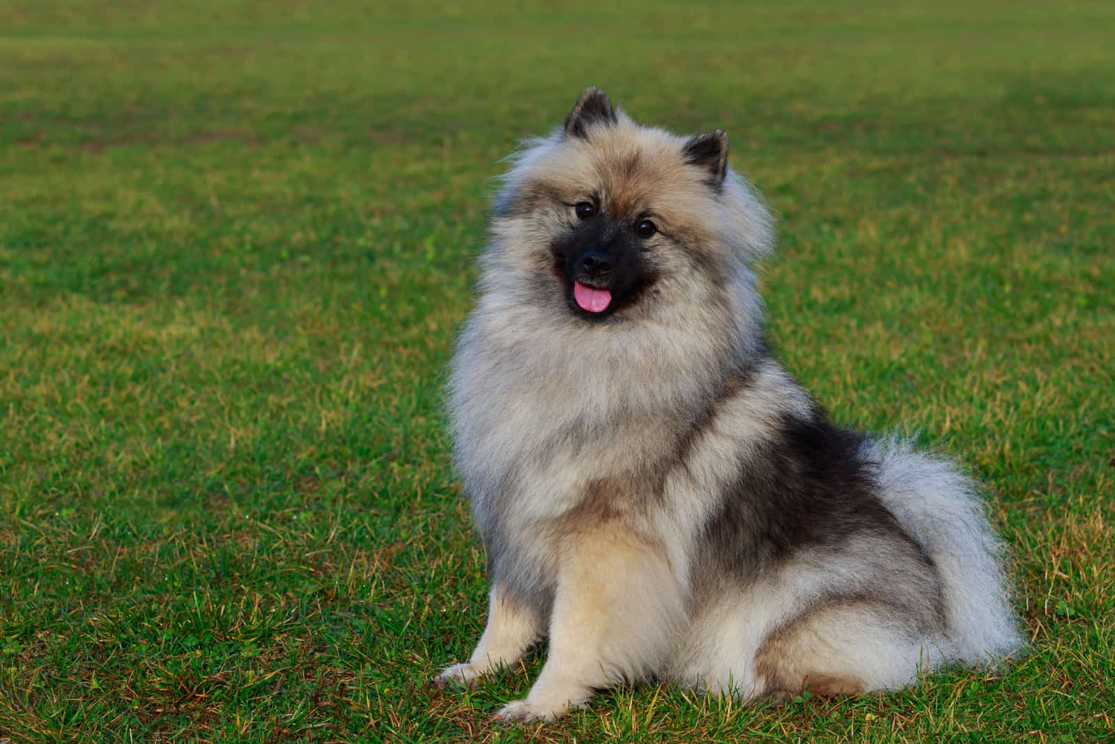 Keeshond sentado en la hierba