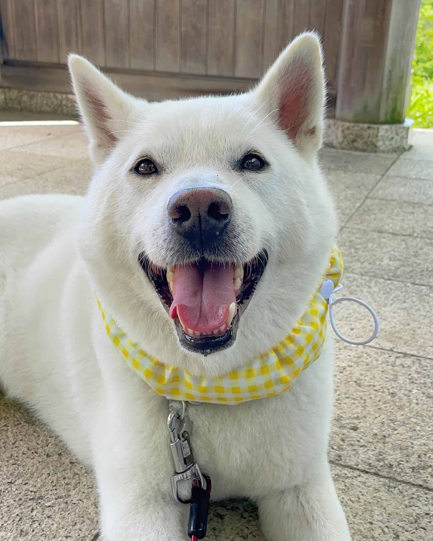 Perro Kishu Ken