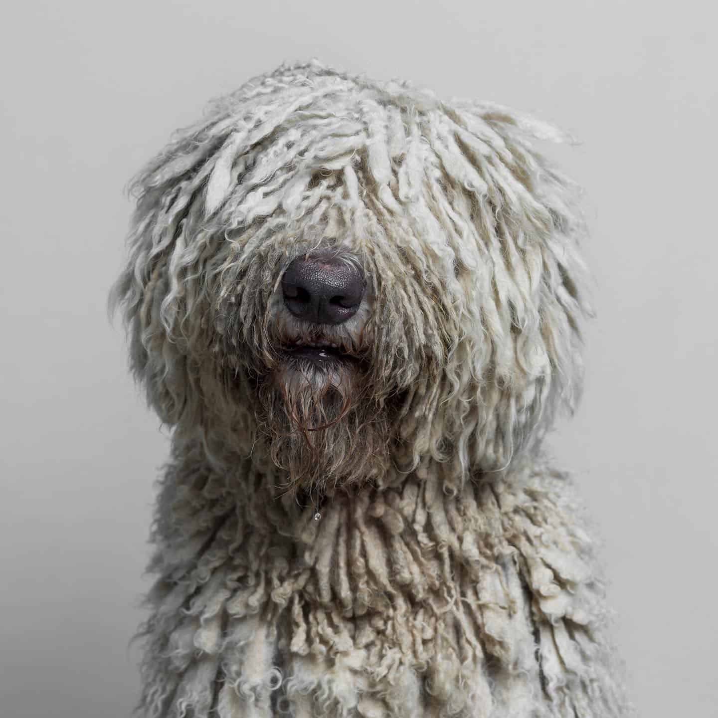 Perro Komondor