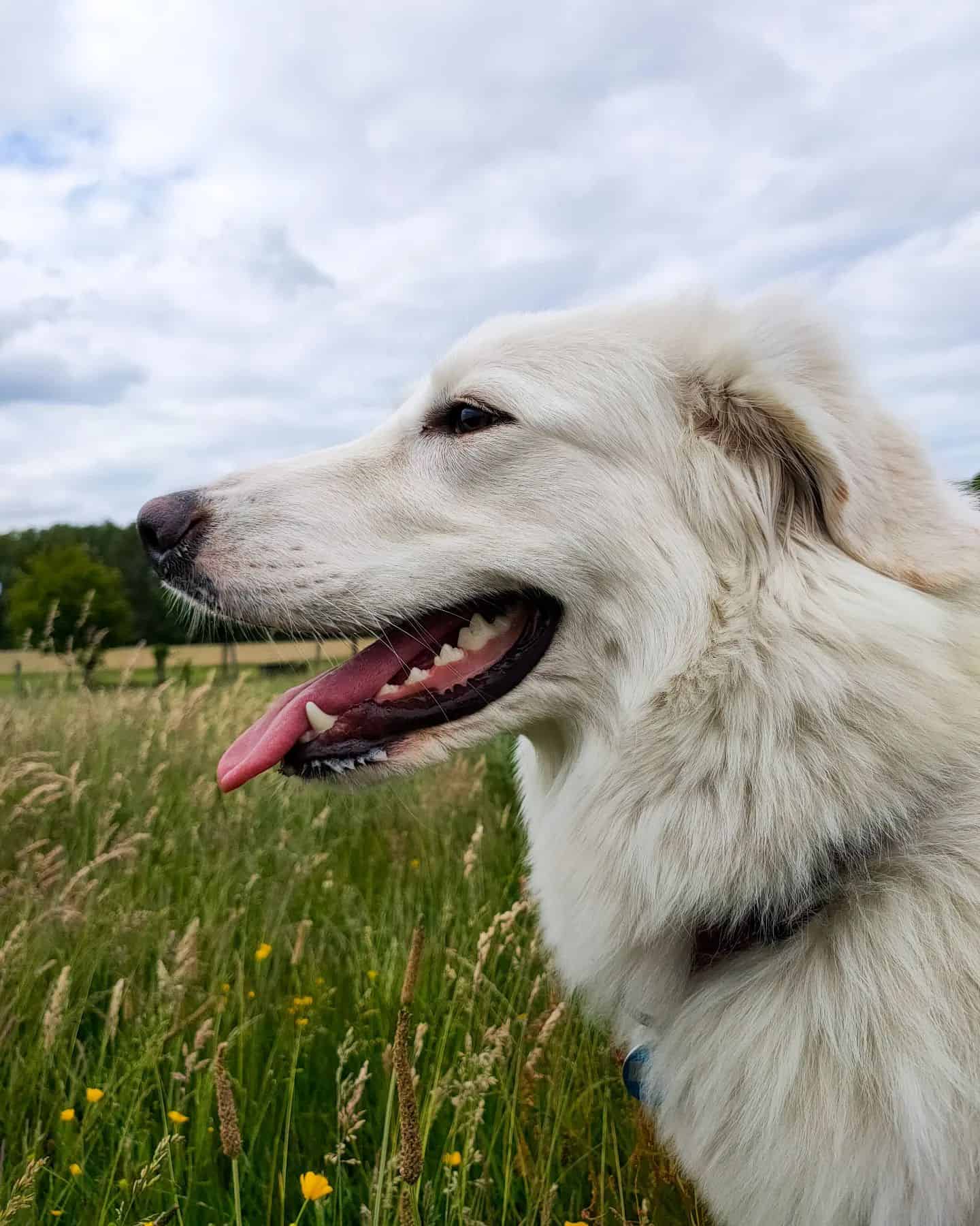 Perro Kuvasz en el campo