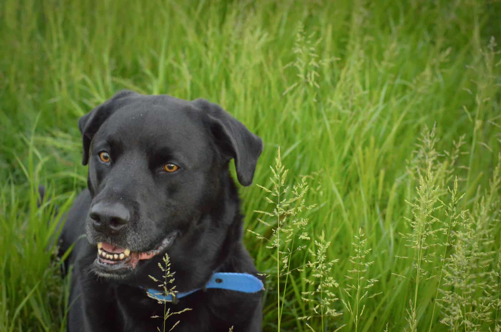 Labrabull Pitador mixto Raza Labrador Negro