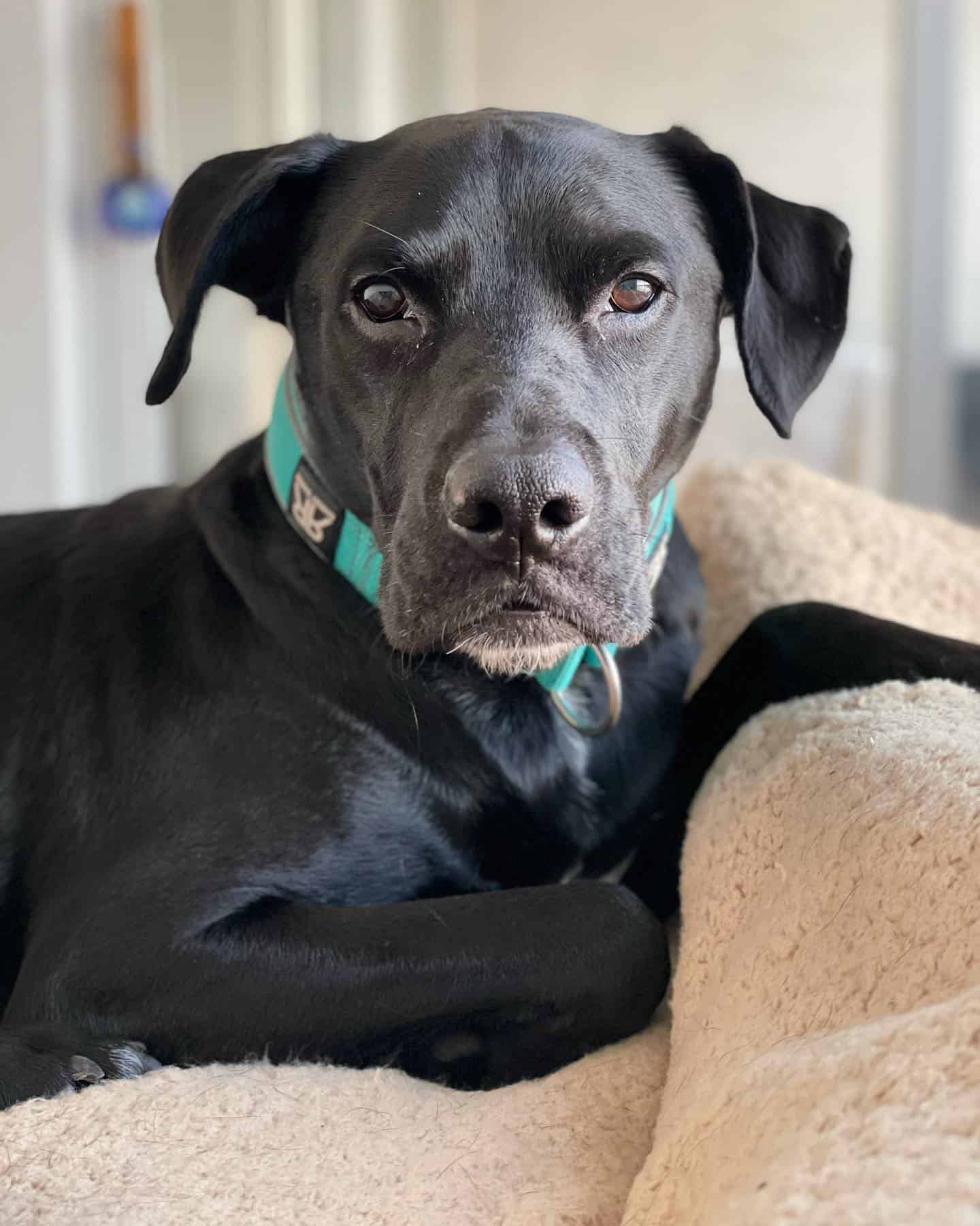 Perro Labrabull