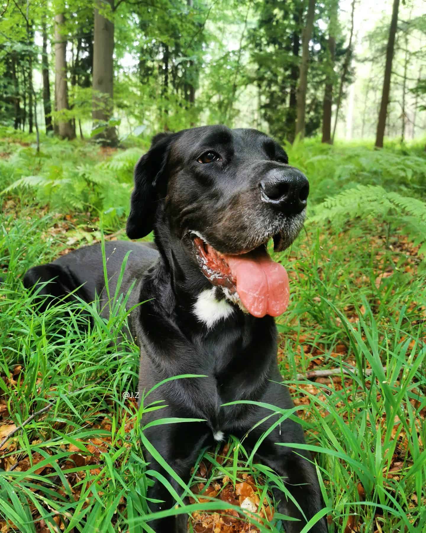 Labradane acostado en el bosque