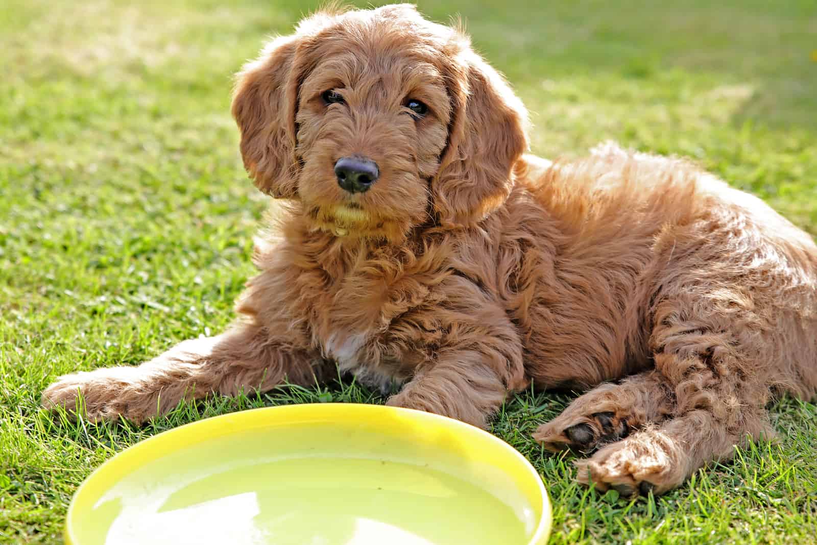 Labradoodle en el césped con frisbee