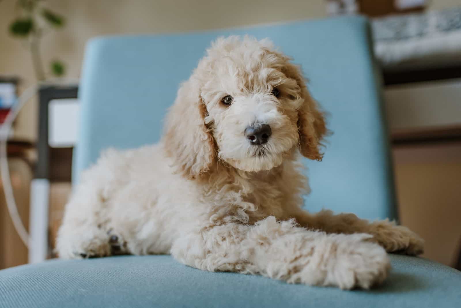 Cachorro Labradoodle sentado en la silla
