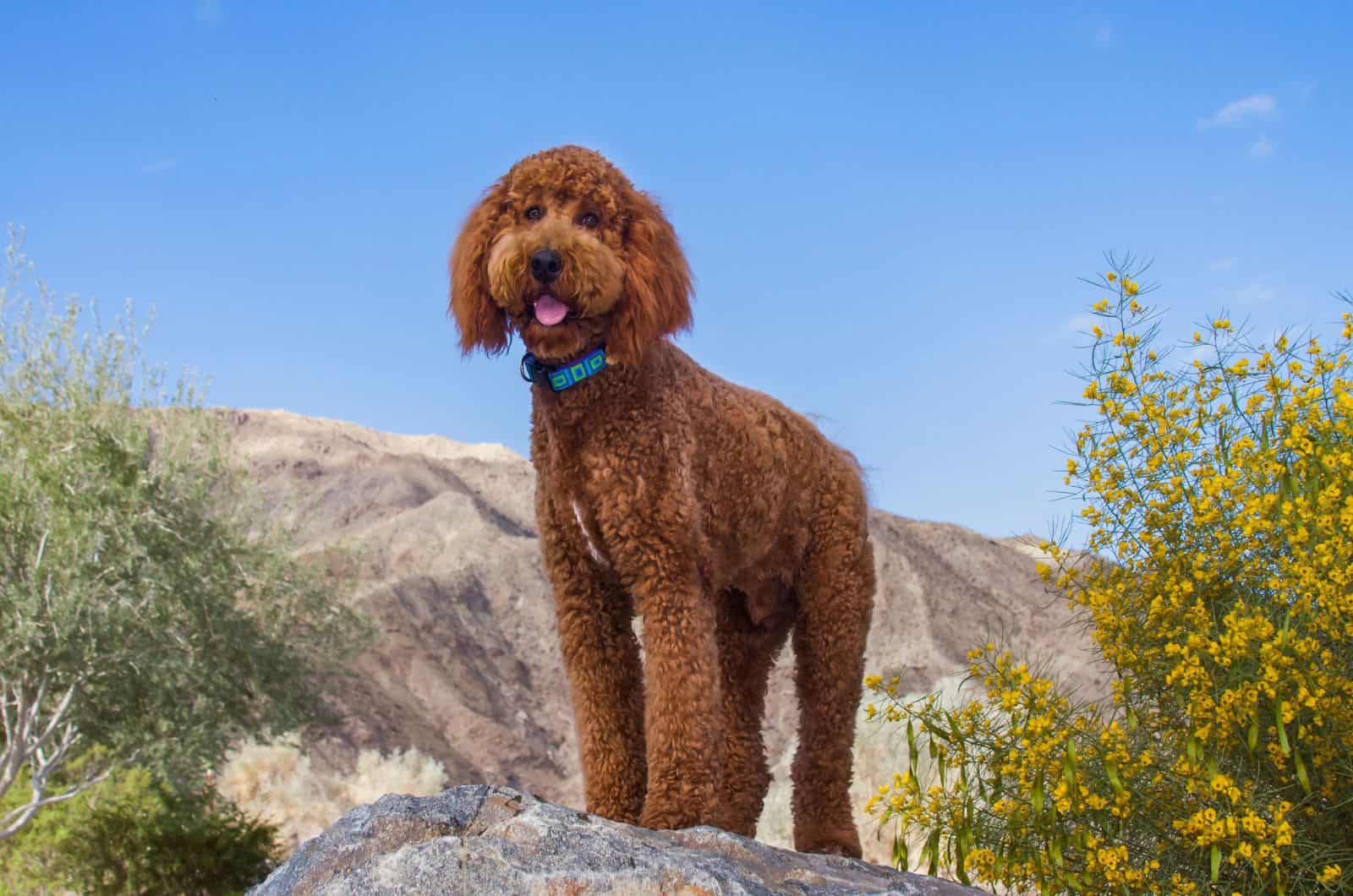 Labradoodle en un jardín desértico