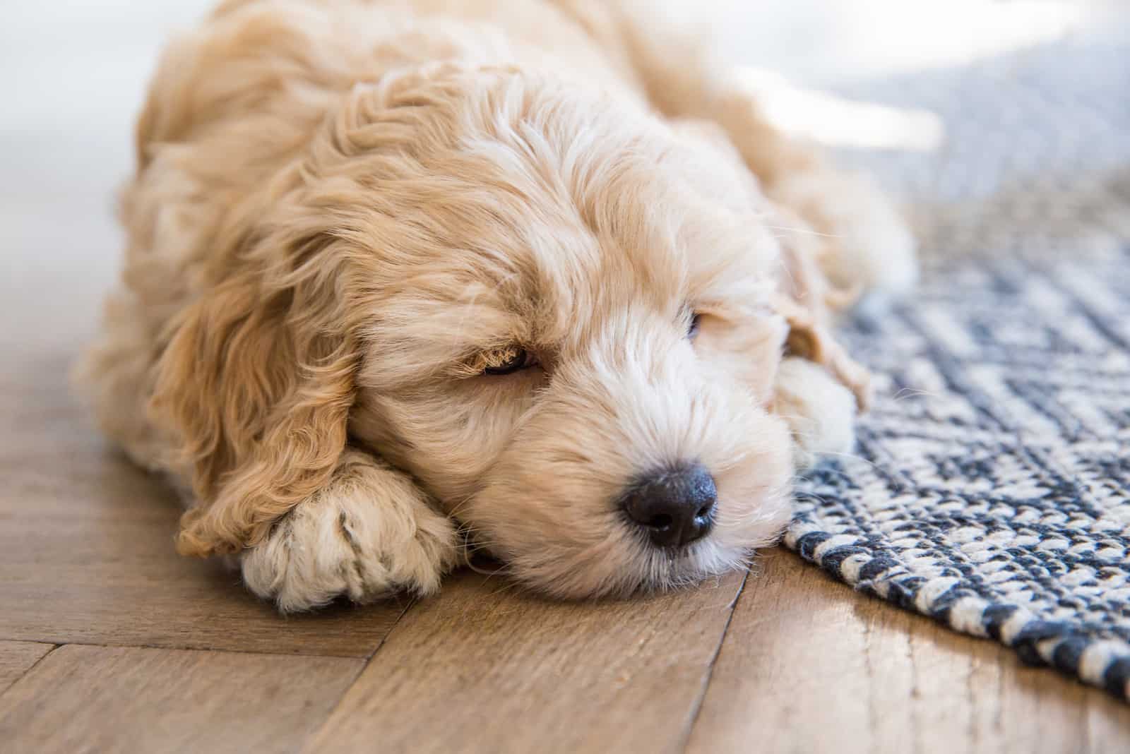 Cachorro de Labradoodle adentro durmiendo en el suelo junto a una alfombra