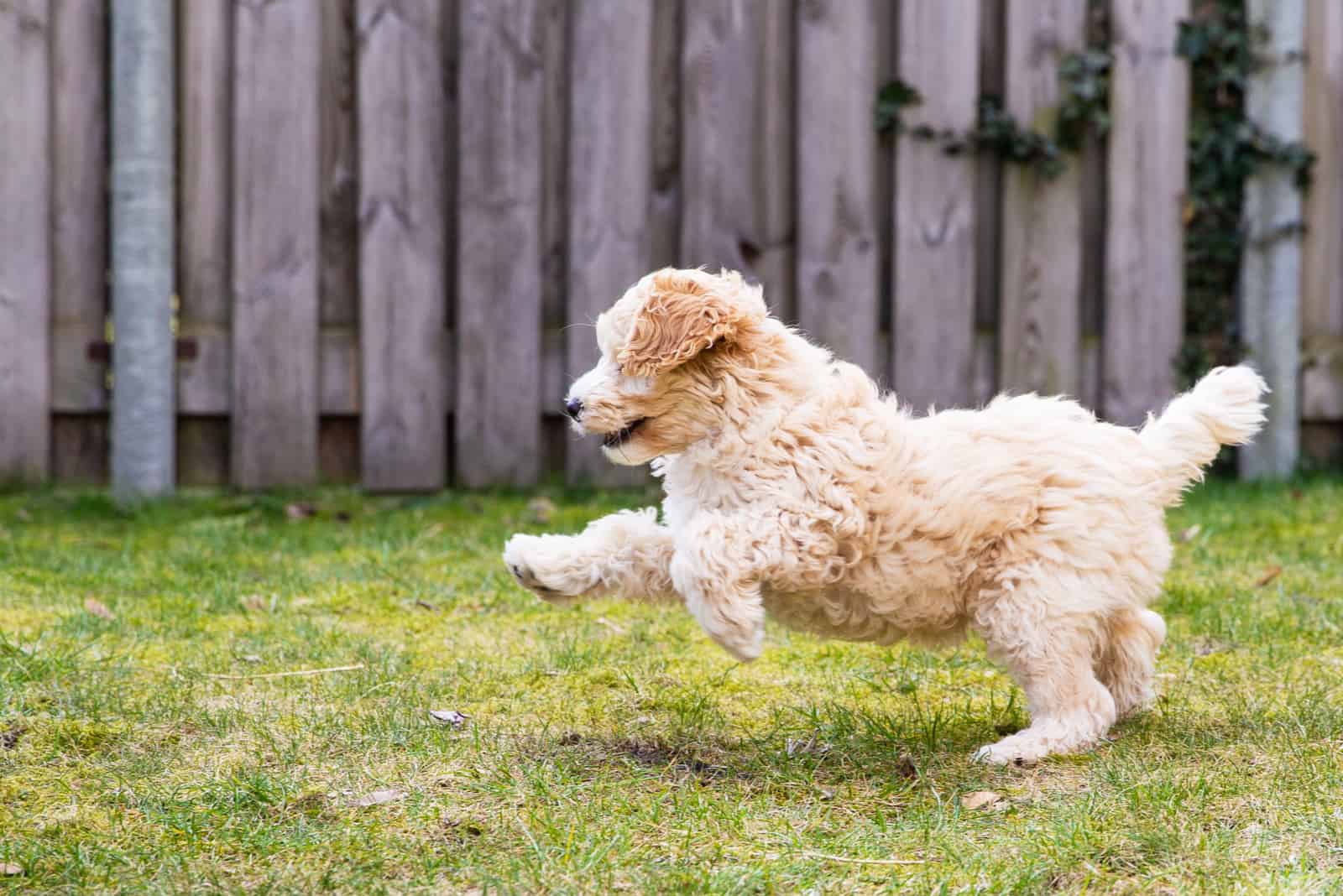 Cachorro de Labradoodle jugando en el jardín