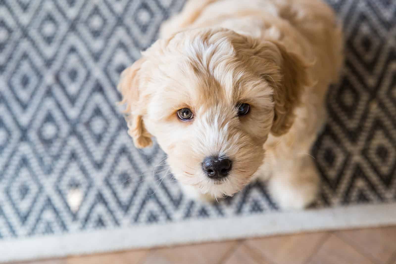 Cachorro de Labradoodle de pie en una alfombra en el piso mirando hacia arriba