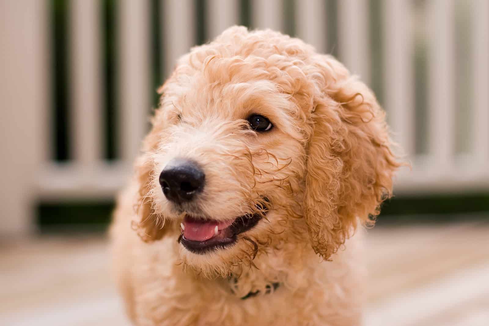 Cachorro de Labradoodle mirando hacia otro lado