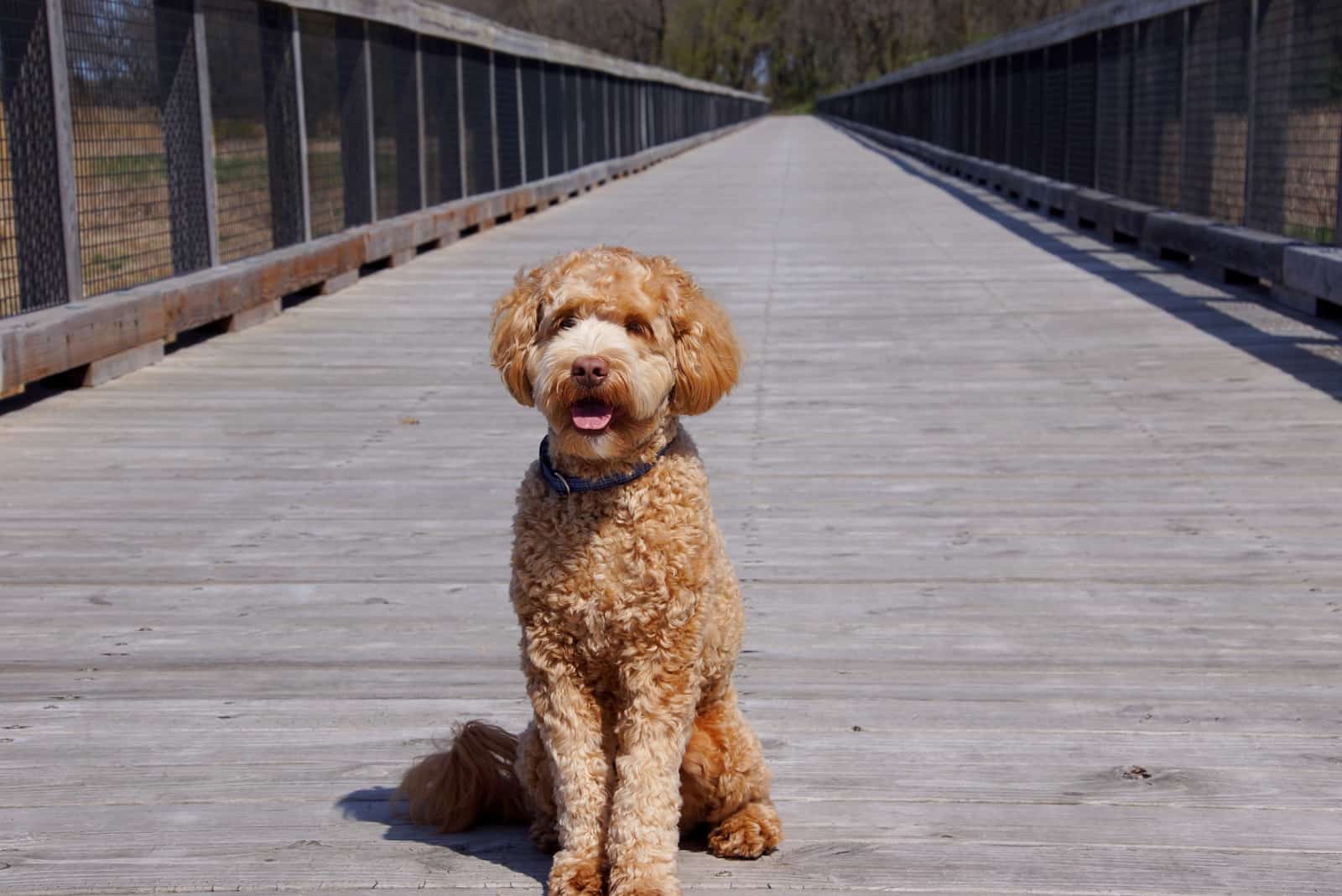 Cachorro de Labradoodle en el muelle