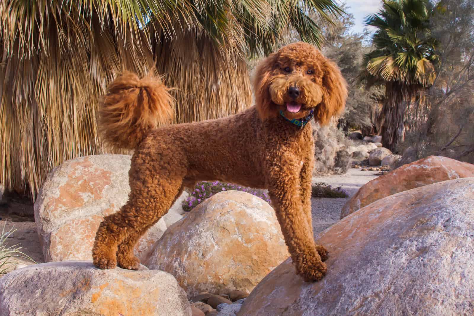 Labradoodle parado sobre piedras en la playa