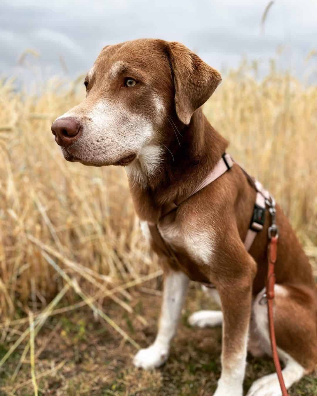 Husky Labrador