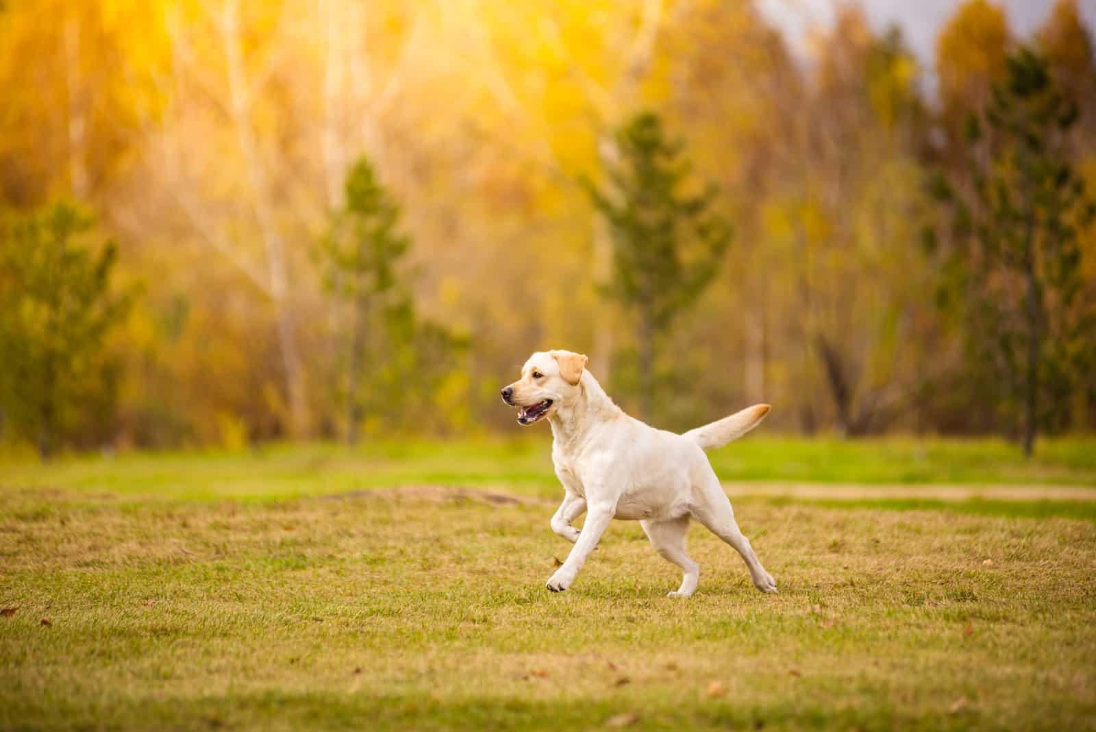 perro Labrador Retriever entre las hojas de otoño