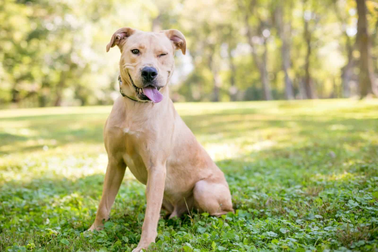 Perro mestizo de Labrador Retriever sentado al aire libre y guiñando un ojo