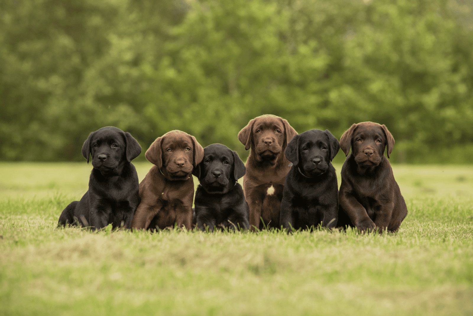 Cachorro de Retrievers Labrador sentado en el jardín