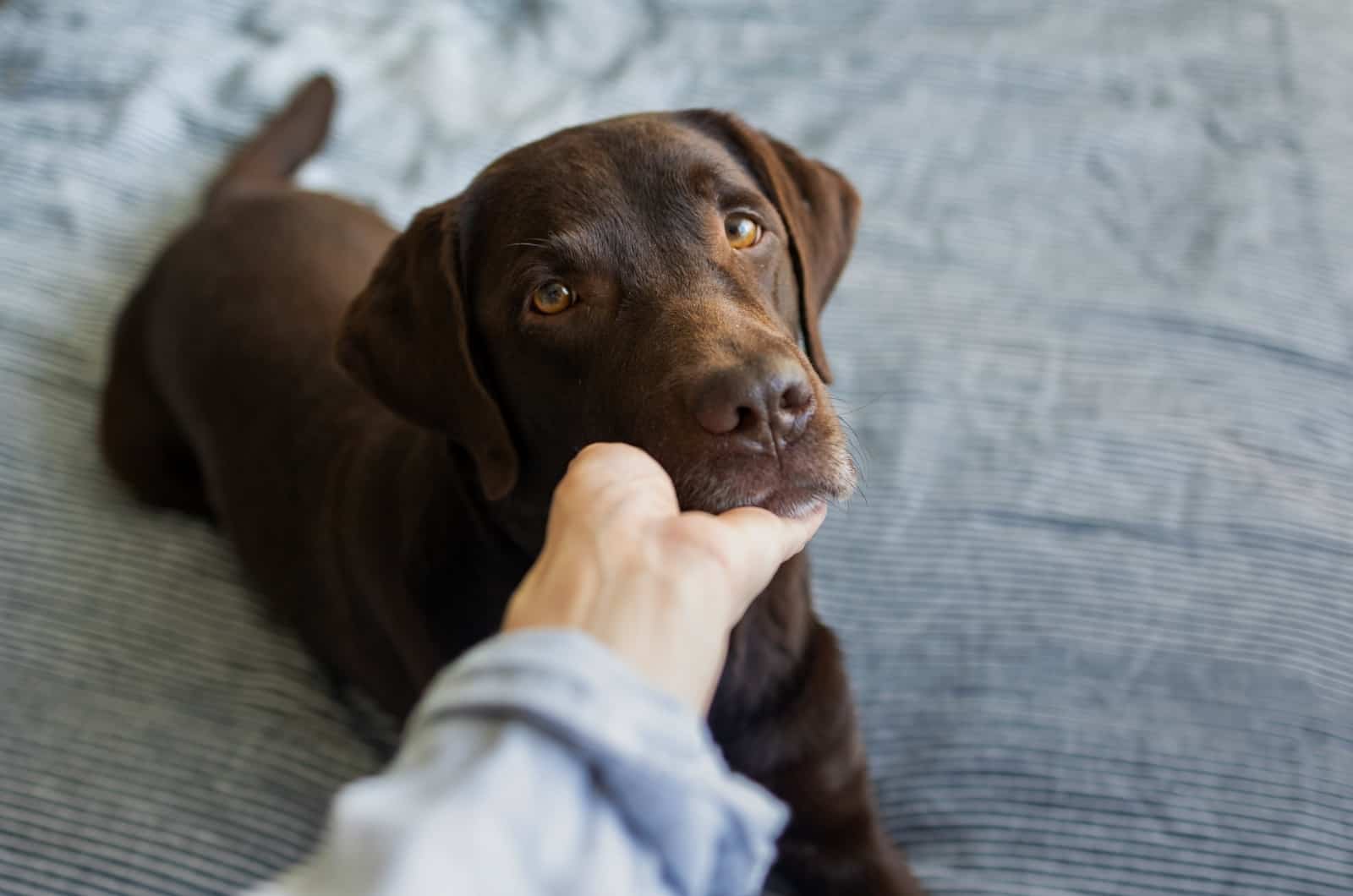 Labrador mirando hacia arriba
