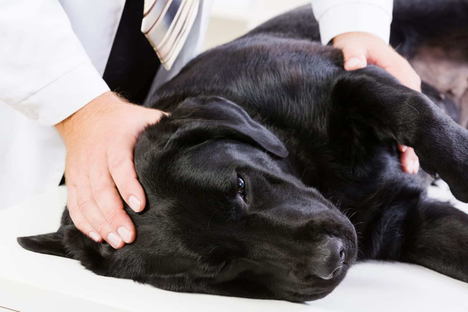 Labrador acostado en una mesa siendo examinado por un veterinario