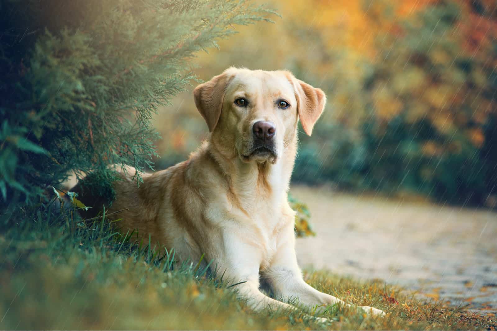 Perro labrador retriever acostado bajo un árbol bajo la lluvia