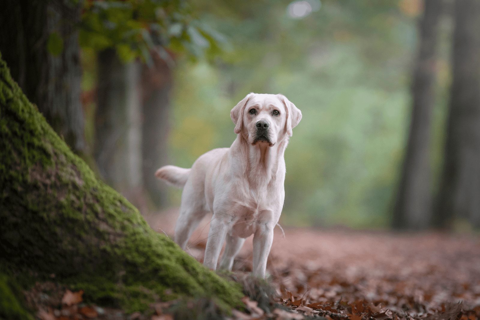 Labrador de pie en el bosque