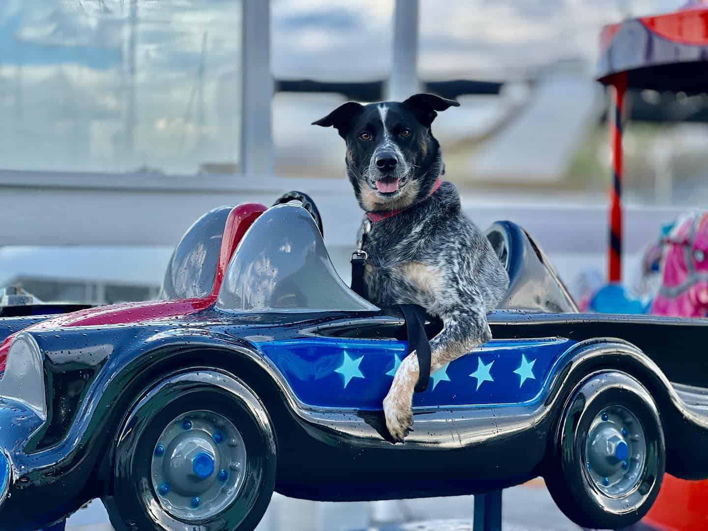 Labraheeler en el mini coche